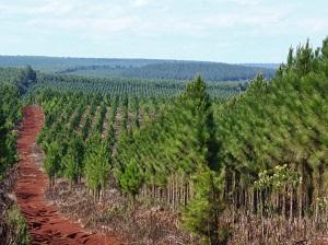 Si bien los cambios severos en el hábitat producidos por la tala podría producir extinciones locales para la mayoría de las poblaciones de vida silvestre, se puede lograr una persistencia.