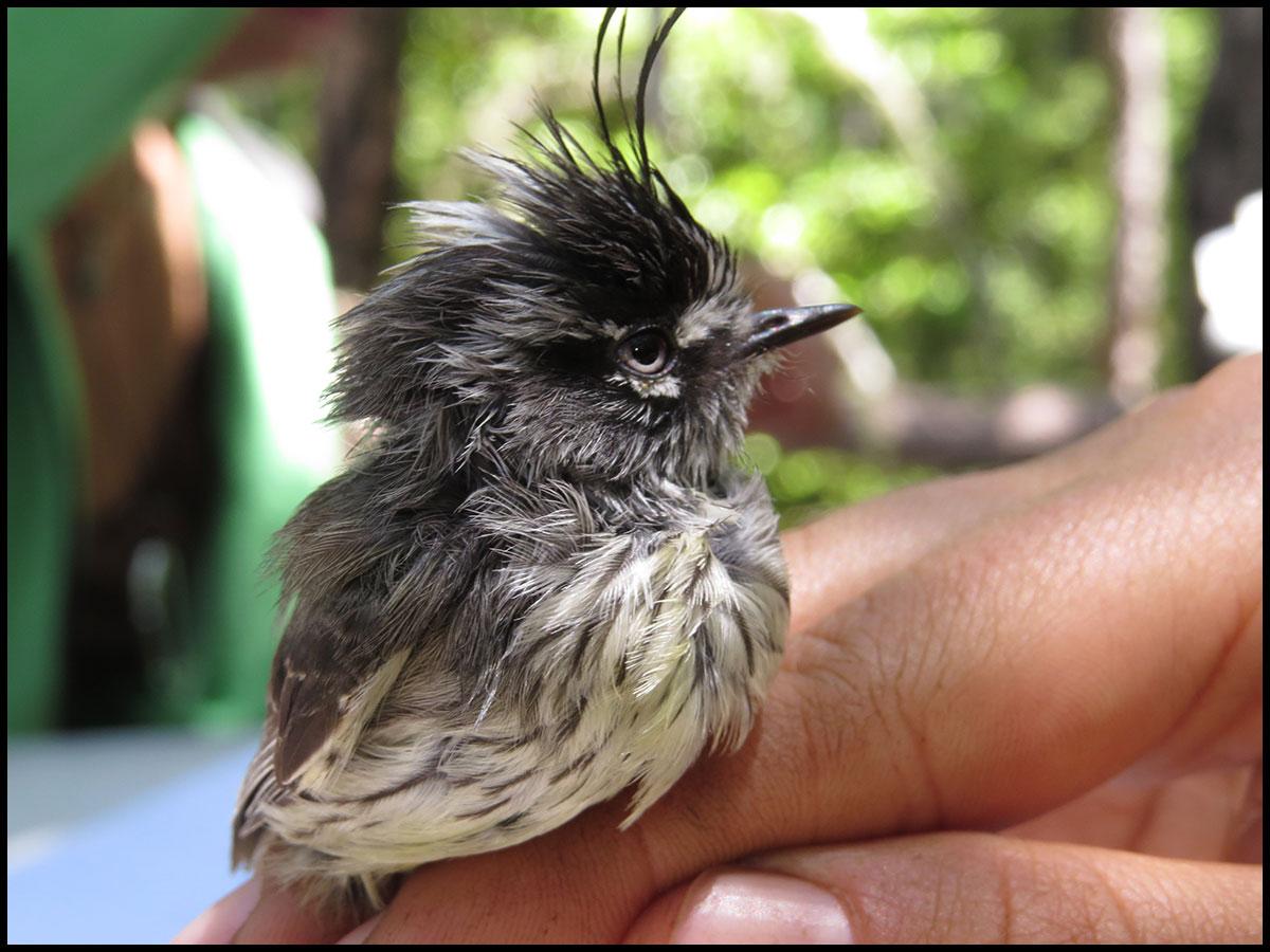 Se busca conocer el efecto de las cosechas a tala rasa de las plantaciones sobre la fauna silvestre que habita en fragmentos de vegetación aledañas a las plantaciones que serían cosechadas.