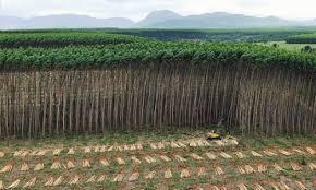 El proyecto aborda la relación entre el manejo forestal intensivo aplicado a las plantaciones industriales y la persistencia de la fauna en paisajes de Chile central.