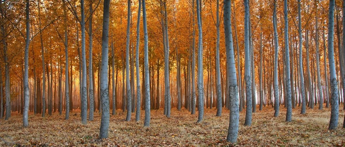 El impacto potencial de los resultados de esta investigación, es importante para contribuir a mantener el manejo forestal bajo el paradigma de desarrollo sostenible.