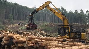 Los cambios severos en el hábitat producidos por la tala pueden producir extinciones locales para la mayoría de las poblaciones de vida silvestre.