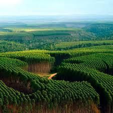 Se busca proponer un conjunto de nuevos criterios para las regulaciones de manejo de plantaciones a nivel de paisaje, para promover la conservación de la vida silvestre