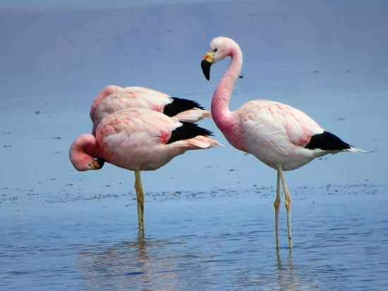 Flamenco andino o Parina grande, uno de los tres tipos de flamencos de la zona.