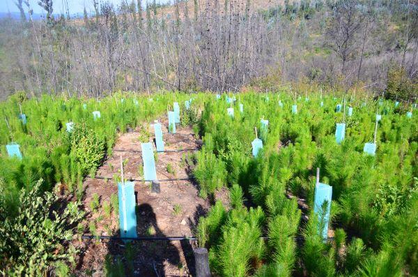 Las y los estudiantes aprendieron a diagnosticar el estado de degradación de un ecosistema forestal.