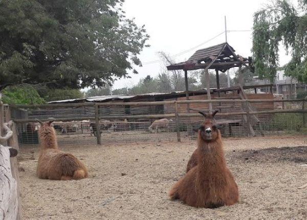 Un anticuerpo de los camélidos sudamericanos, como las llamas, podría ayudar a bloquear la acción del virus SARS-Cov-2 que tiene al mundo entero bajo alerta sanitaria.