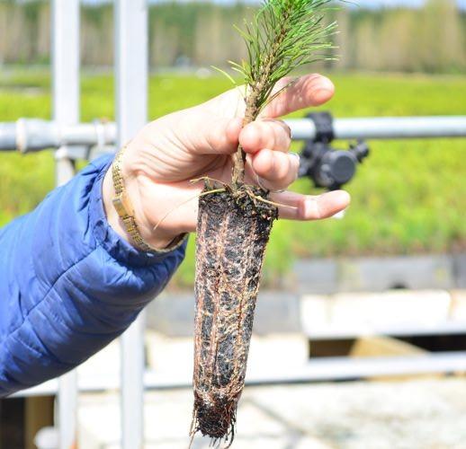 La viverización provee de condiciones de crecimiento favorables al material de reproducción, ya sea plántulas o esquejes, para su desarrollo inicial previo al establecimiento en campo.
