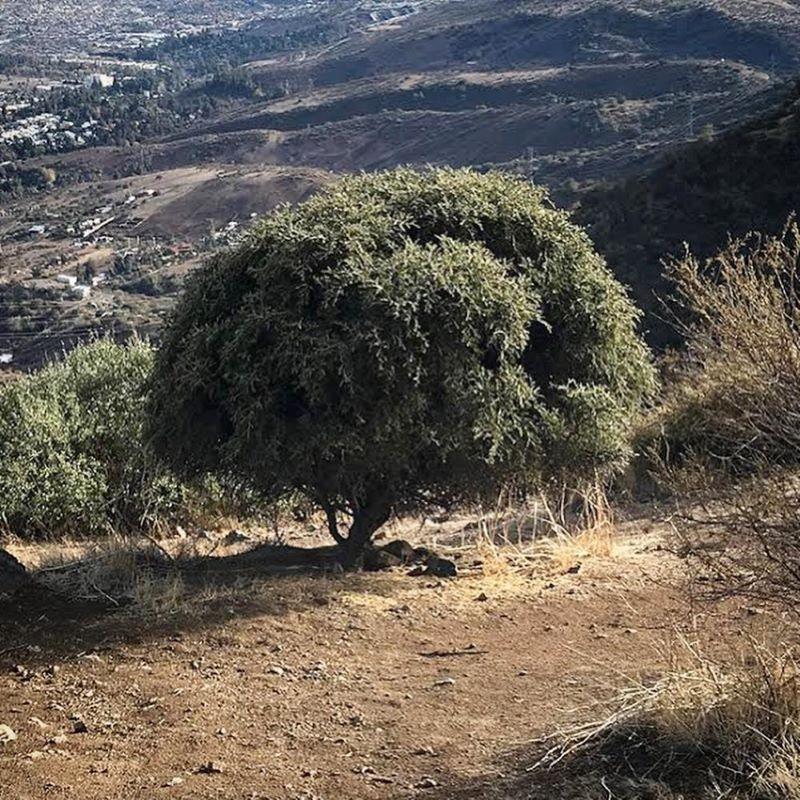 El Guayacán es uno de los objetos de conservación del proyecto del Centro de Educación Ambiental de La Reina.