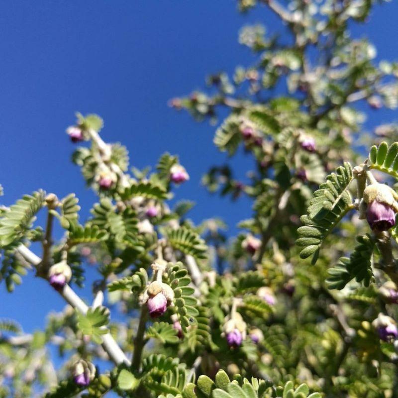 Flor del Guayacán.