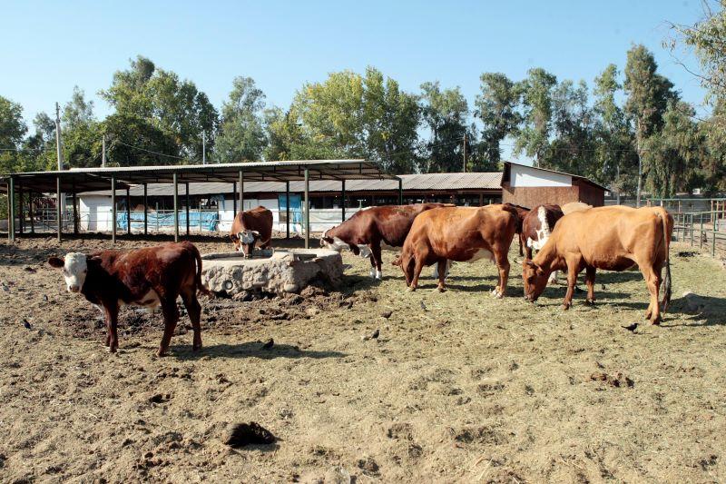 La falta de agua genera estrés en los animales, disminuye su peso corporal y puede provocar la muerte.