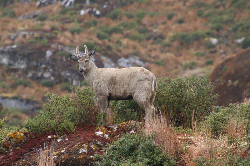 La tenencia responsable de mascotas también es una medida de seguridad para el resto de los animales. Se sabe de perros asilvestrados que atacan por ejemplo a huemules, pudúes y guanacos, entre otros.