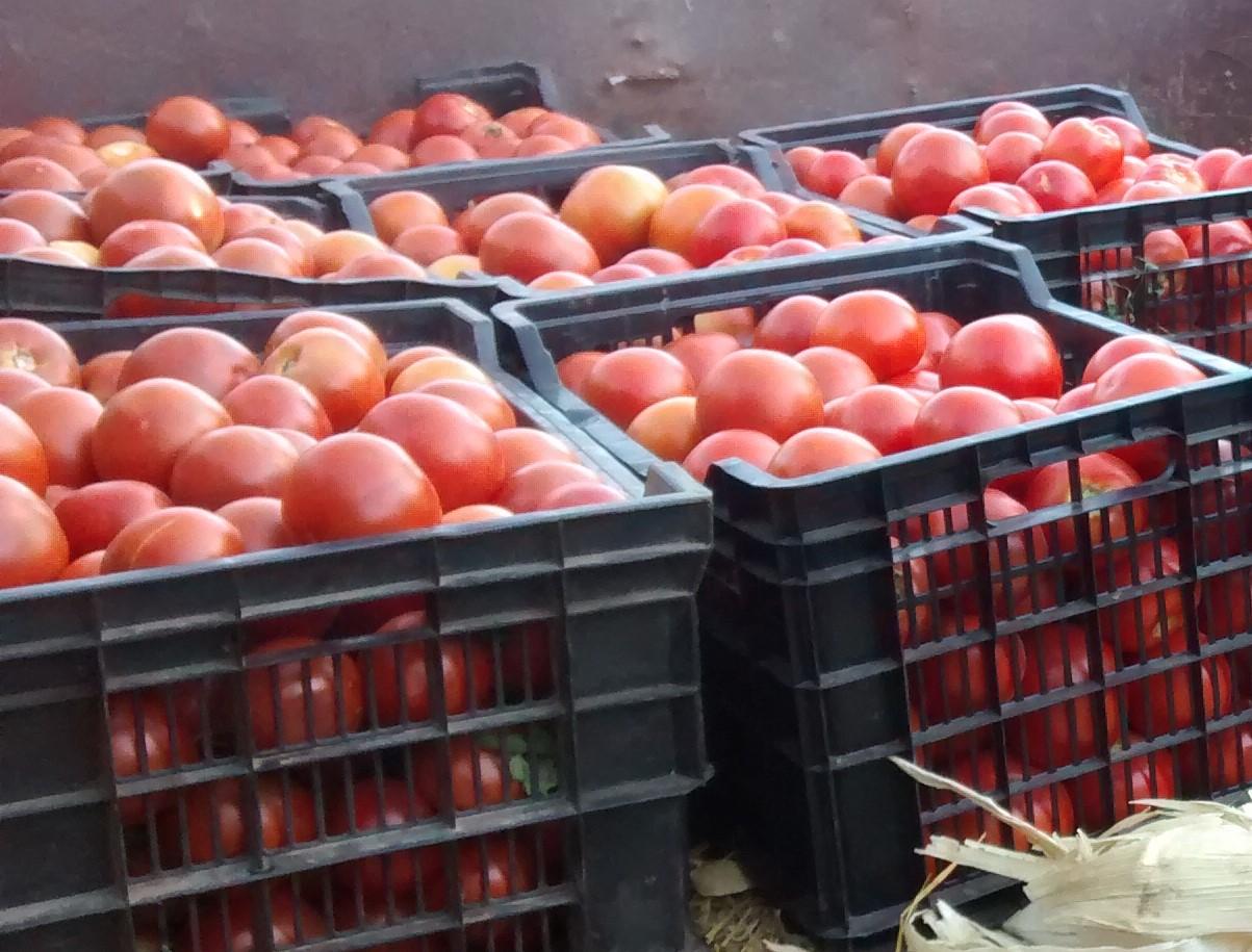 El Cambio Climático afecta la productividad de la mano de obra en los cultivos, y el tamaño final y la calidad de los alimentos cosechados.