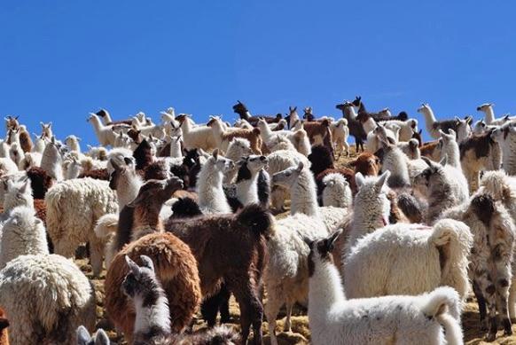 La búsqueda de sectores de pastoreo y la instalación de mayores extensiones para el ganado tiene efectos en el ecosistema, la deforestación, la quema de bosques y selvas nativas.