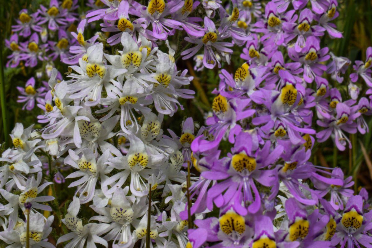 Mariposita o Schizanthus pinnatus Ruiz & Pav., se observa variabilidad genética de esta especie. Schizanthus pertenece a la misma familia del tomate y la papa (Solanáceas).