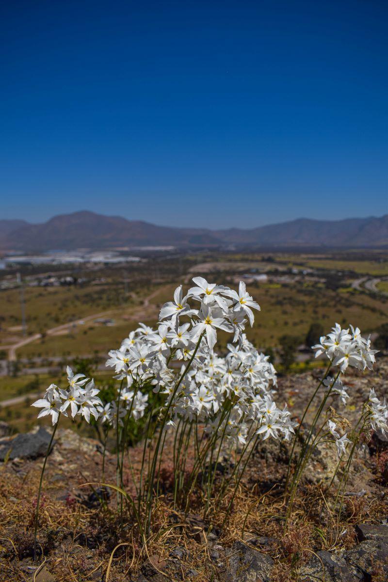 Huille o Leucocoryne ixioides (Sims) Lindl. Las colecciones biológicas no solo almacenan los ejemplares si no su ocurrencia y las características del ambiente donde habitan.