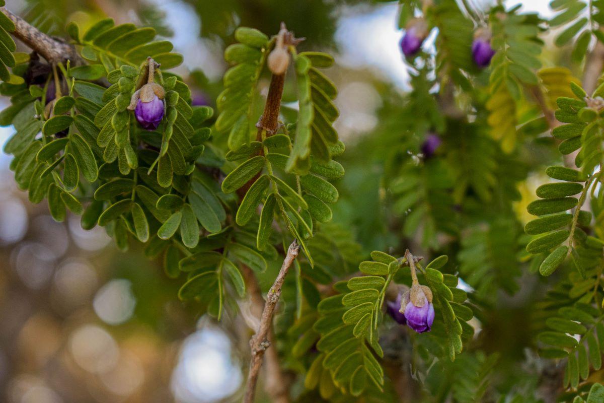 Guayacán o Porlieria chilensis I.M. Johnst. Árbol endémico de Chile, su estado de amenaza es vulnerable. La información detallada de su distribución permite tomar decisiones de conservación.