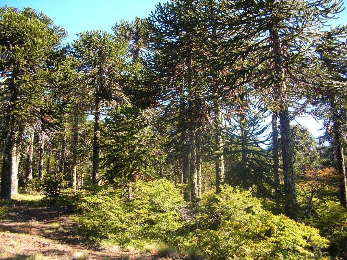 El profesor Bown contribuirá en relevar el rol de los bosques como generadores de una multiplicidad de productos y servicios ecosistémicos en un marco de sostenibilidad.