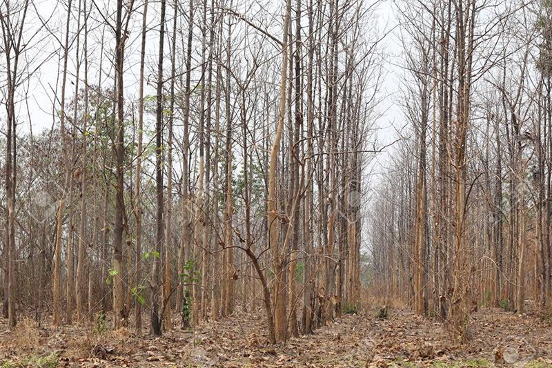 Las altas temperaturas, baja humedad, proliferación de vegetación combustible o mayores vientos aumentan exponencialmente la posibilidad de que un incendio forestal se propague violentamente.