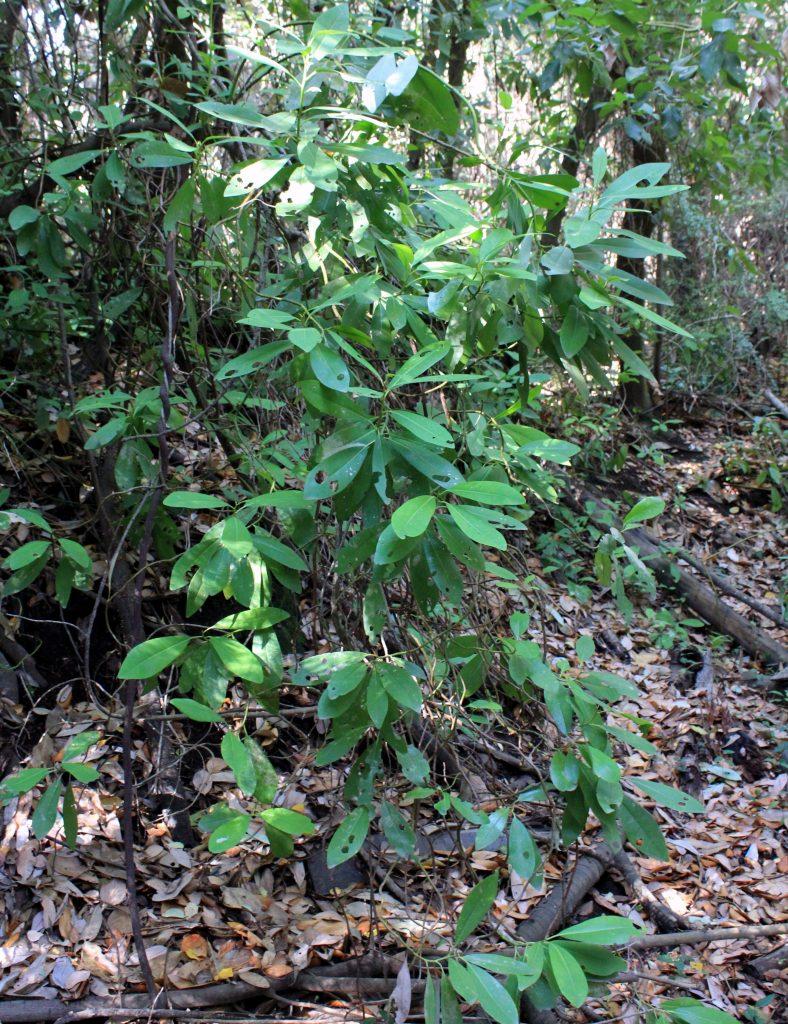 Bosque de preservación con canelo 