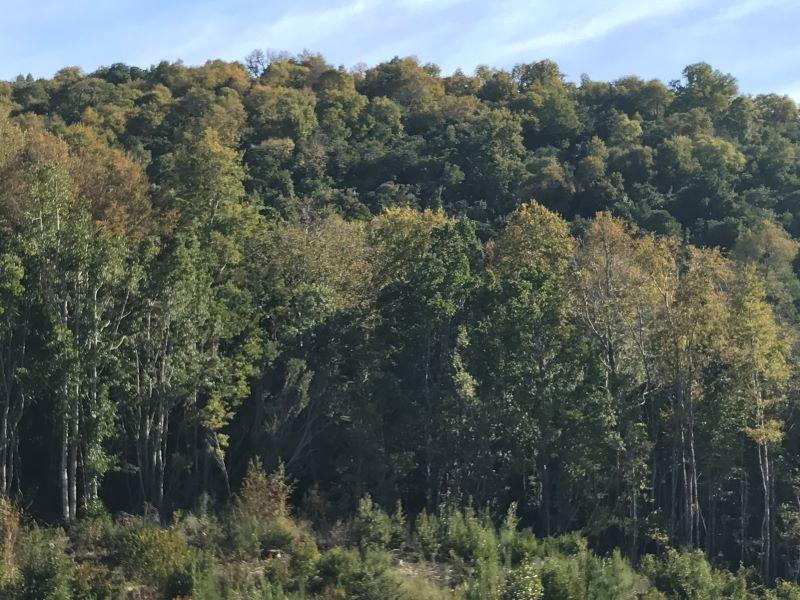 Los bosques nativos proveen de importantes servicios ecosistémicos para sostener la vida en zonas urbanas y rurales.