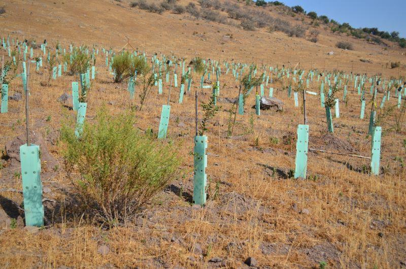 Proyecto de restauración del profesor Juan Ovalle con especies de bosque esclerófilo en Quebrada de la Plata, comuna de Maipú