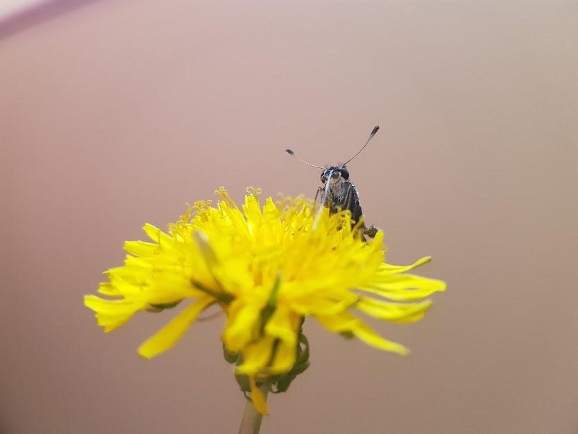 La biodiversidad comprende todo lo que tenga vida en nuestro planeta.