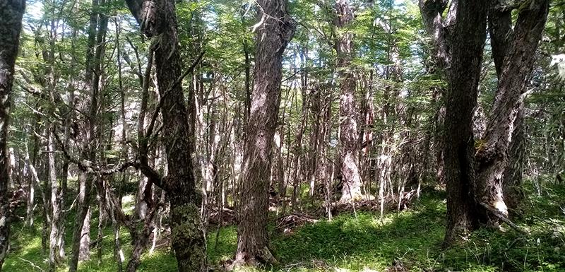 El bosque nativo de Lenga es el más extenso de nuestro país.