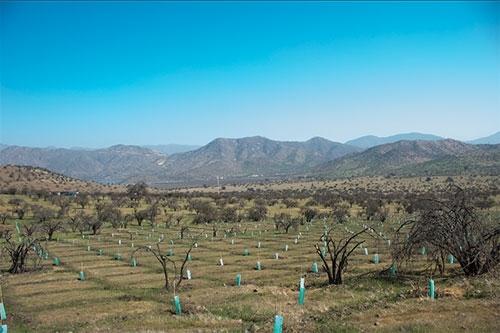 La desertificación es uno de los problemas medioambientales que afectan a nuestro país y que se busca controlar.