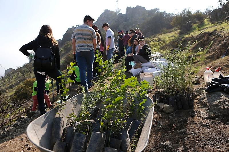 La restauración forestal, cuantificada en cerca de 500 mil hectáreas, es una de las metas que ha suscrito Chile en acuerdos nacionales e internacionales al 2030 y 2050.