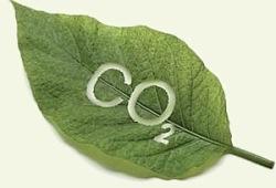 Se presentaron los logros de la Plataforma de Generación y Transacción de Bonos de Carbono del Sector Forestal y de REDD+  del Fondo Cooperativo del Carbono Forestal del Banco Mundial.