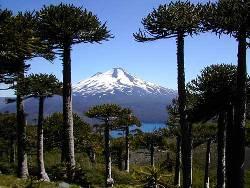 ¿Qué bosque queremos para Chile?  Es la pregunta a la que responderán los expertos Aida Baldini, Sergio Donoso y Julio Torres. 