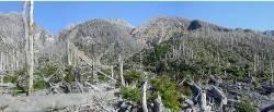 Vista del sector de caída masiva de árboles (verano 2012, foto: U. Partarrieu). Se aprecia el recubrimiento por plantas en gran parte de la superficie afectada. 