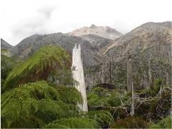 Imagen de ampe (Lophosoria quadripinnata) y del volcán Chaitén (Foto: Ú. Partarrieu)
