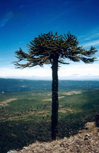 Bosque Alto Malleco