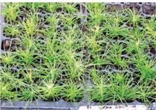 La embriogénesis somática en plantas en invernadero antes de ser cultivada en Chile