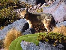 Lycalopex culpaeus (Zorro culpeo); autor: Paz Acuña.