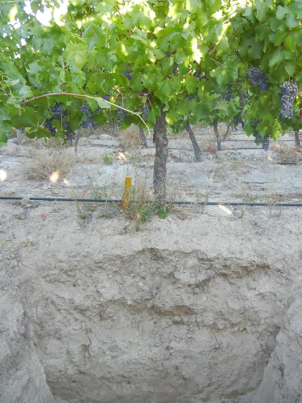 Química uva vino