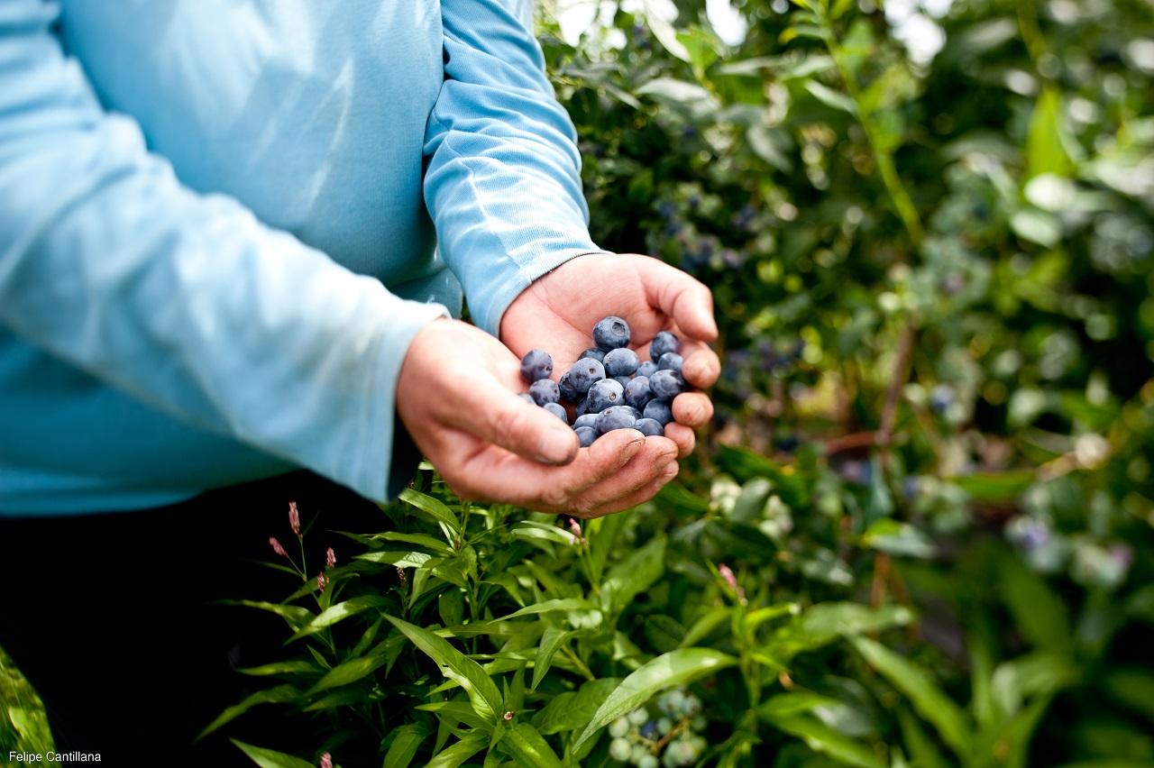 Una de las principales actividades económicas de la región es la agricultura, con producción de frutas, hortalizas y vinos, entre otros.