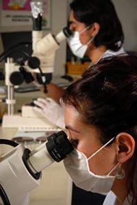 Primer Doctorado en Ciencias Odontológicas el país