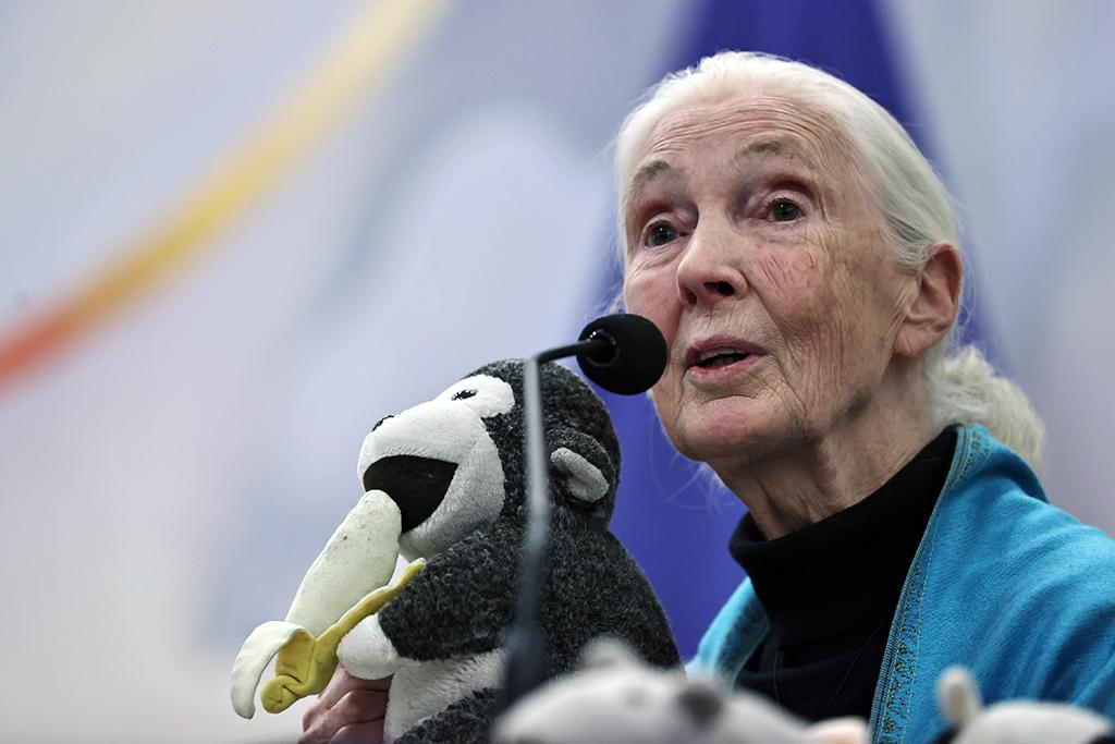 U. de Chile lamenta el fallecimiento de la destacada etóloga Jane Goodall - Universidad de Chile