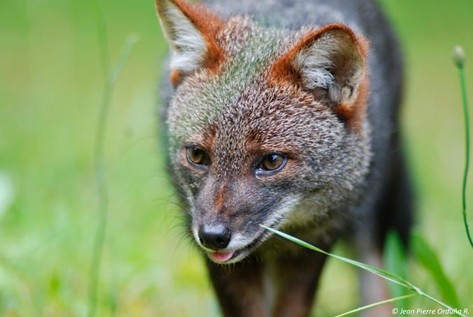 Zorro chilote o de Darwin, especie endémica de Chile catalogada en peligro crítico. Se han descubierto nuevas poblaciones continentales en las regiones de los Lagos y los Ríos.