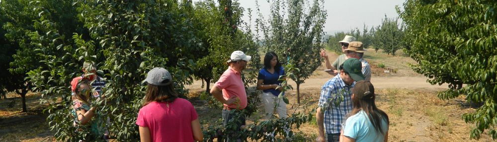 Diplomado "Análisis Estadísticos para Estudios Agronómicos"