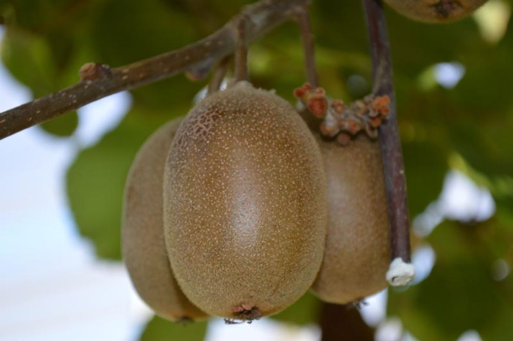 En noviembre el Comité Calificador de Variedades del Servicio Agrícola y Ganadero (SAG), otorgó la inscripción provisional en el Registro de Variedades Protegidas.