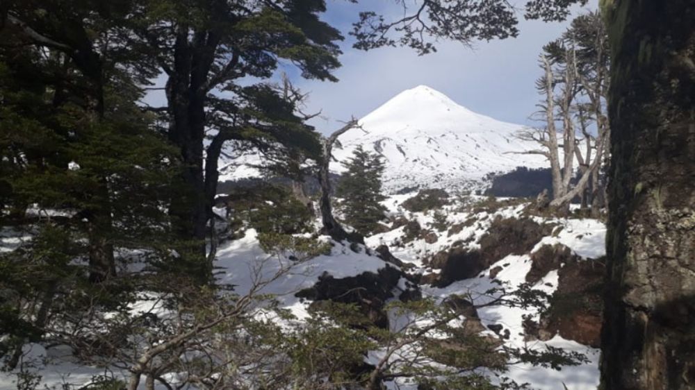 El académico está extraviado desde el 25 de mayo, en el Parque Conguillío lugar al que concurría frecuentemente y que conocía bien.