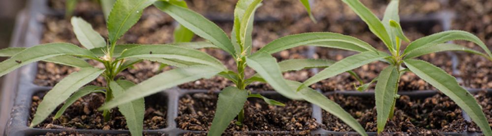 Ingeniería Agronómica
