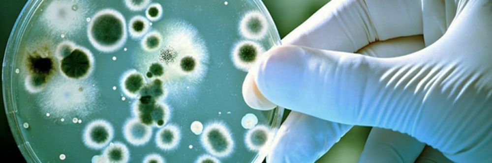 Ingeniería en Biotecnología Molecular