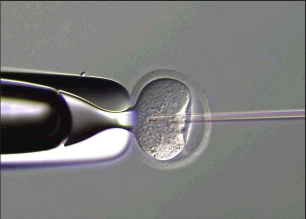 Diplomado Reproducción Animal