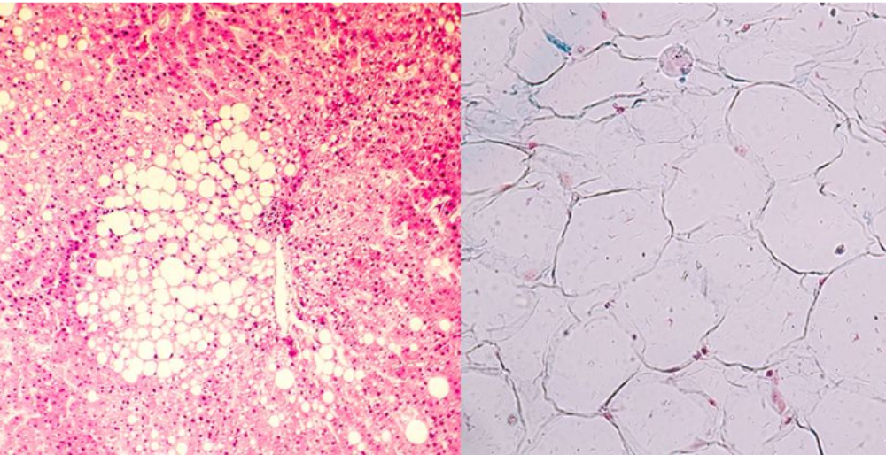 Fondecyt Mabel Catalán