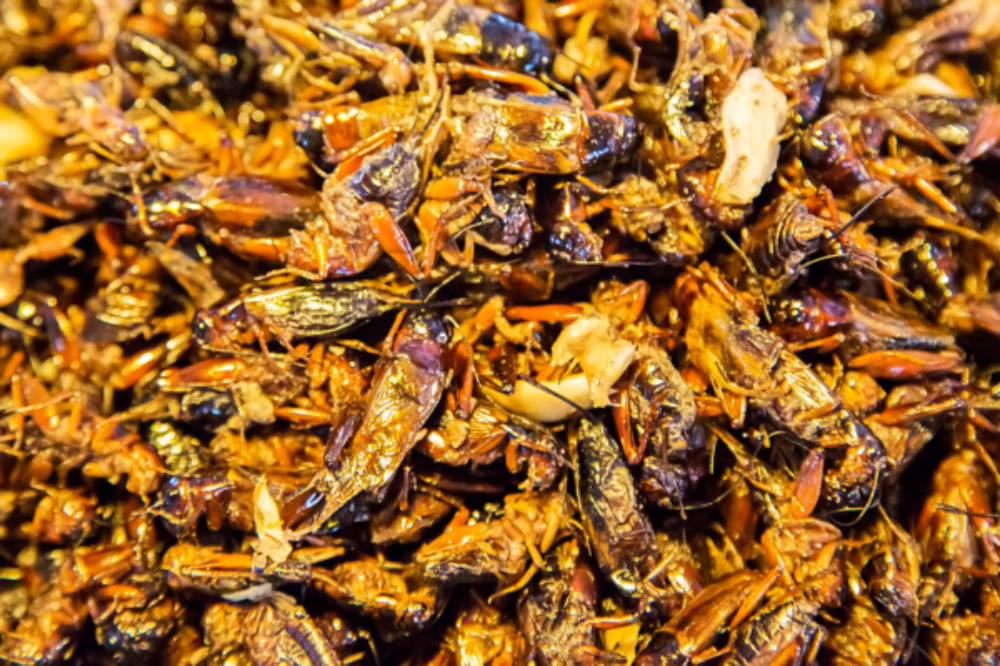 Novel foods insectos