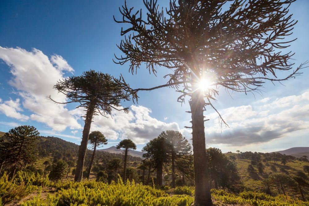 Araucaria
