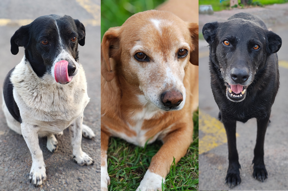 Perros INTA Cholo, Colo Colo y Pastelito